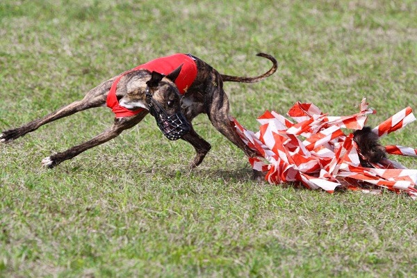 Coursing Training am 5.5.2024